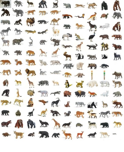 Safari wildlife wunder der - wunder,